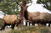 Rocky Mountain Full Day Private Tour & Hike from Denver / Boulder