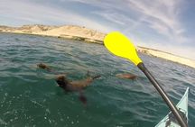 Kayak Paddling Experience with Sea Lions in Puerto Madryn