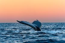 24hr Northern Lights & Whale Watching Cruise