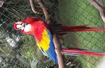 Pumas Rescue Center & Llanos Del Cortes Waterfall Swimming