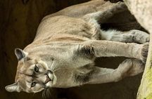 Pumas Rescue Center & Llanos Del Cortes Waterfall Swimming