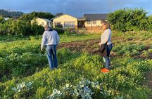Pan African Cooking Class & Dinning Experience 