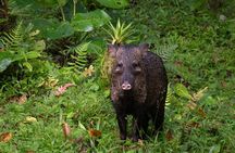 Full Day Nature Experience