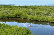 Robinson Preserve Mangrove Tour