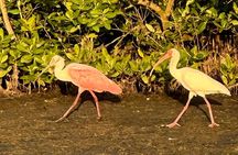 Robinson Preserve Mangrove Tour