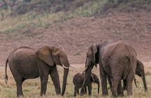 4 Days of Untamed Beauty: An Unforgettable Masai Mara Road Safari