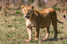 4 Days of Untamed Beauty: An Unforgettable Masai Mara Road Safari