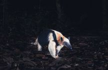 Secret Night Walk in Tamarindo