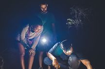Secret Night Walk in Tamarindo