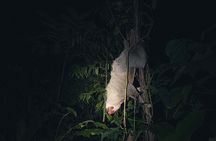 Secret Night Walk in Puerto Jimenez