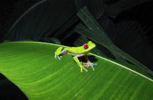 Secret Night Walk in Puerto Jimenez