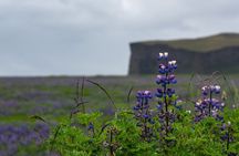 Full-Day Private Tour to Explore South Coast of Iceland