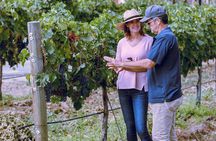 Temecula Valley Morning Wine Tour with Tastings and Cheeseboard