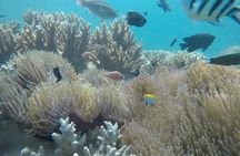 Cham Island Exploration Tour and Swimming with Local Guide