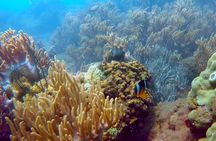 Cham Island Exploration Tour and Swimming with Local Guide