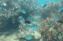 Cham Island Exploration Tour and Swimming with Local Guide