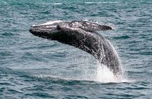 AAA NOOSA Whale watching experience in Noosa Whalesongsnoosa