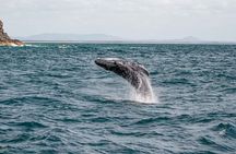 AAA NOOSA Whale watching experience in Noosa Whalesongsnoosa
