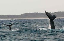 A UNIQUE Whalesongsnoosa Whale watching experience in noosa qld