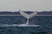 A UNIQUE Whalesongsnoosa Whale watching experience in noosa qld
