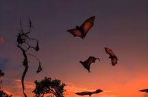 Flying Fox Island Sunset Cruise Private Boat Charter Labuan Bajo 