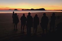 Sunrise with the kangaroos and wallabies