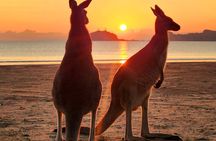 Sunrise with the kangaroos and wallabies