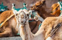 Timanfaya, Golfo, La Geria & Camel Ride (opt) - South Lanzarote