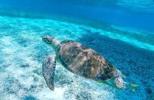 Rose Island Swimming Pigs & Beach Snorkeling Experience Nassau.