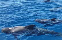 Tenerife Whale Watching and Snorkeling Yacht Trip