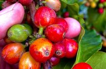 Full day Coffee Tour with Rural Walk in Salento