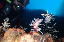 Taormina Scuba Diving Experience