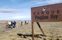 Full Day Tierra del Fuego King Penguins