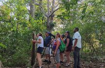 Local Sightseeing & Mangrove Tour