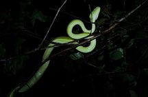 Costa Rica Night Walk Tour