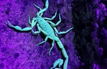 Costa Rica Night Walk Tour