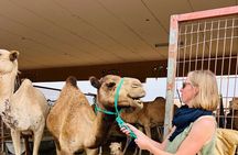Private -Full Day Alain City Tour With Lunch