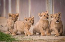 Half Day Lion and Safari Park Tour