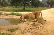 Half Day Lion and Safari Park Tour