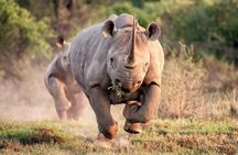 2 Days and 1 night Pilanesberg Safari 