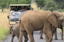 2 Days and 1 night Pilanesberg Safari 