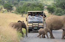 2 Days and 1 night Pilanesberg Safari 