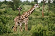 2 Days and 1 night Pilanesberg Safari 