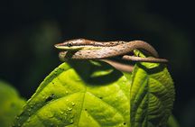 Secret Night Walk in Tortuguero