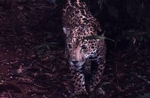 Secret Night Walk in Tortuguero