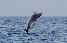 Sunset & dolphins private boat tour around Brijuni islands