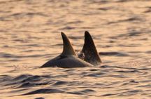 Sunset & dolphins private boat tour around Brijuni islands