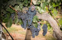 Premium Wine Tasting and Tour at Santa Rita + Private Transport