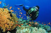 Snorkeling and Diving to Ras Mohamed And White Island by VIP Boat