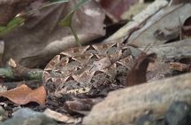 Hike in Manuel Antonio National Park with Transportation 